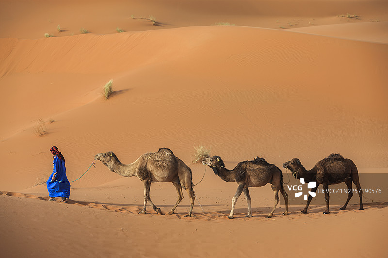 非洲西撒哈拉沙漠中的年轻图阿雷格族人和骆驼图片素材