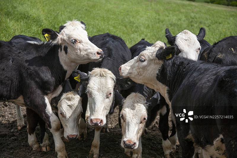 弗里斯兰小母牛看着镜头图片素材