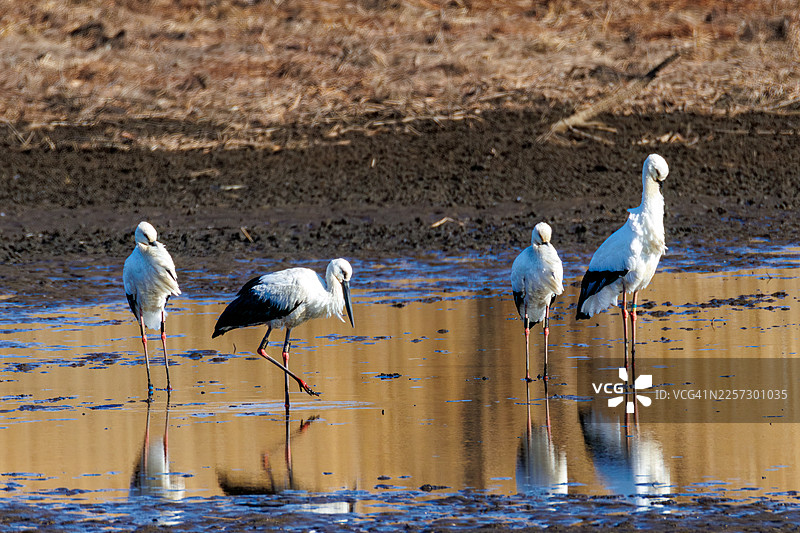 一群东方白鹳（Ciconia boyciana）在栃木县栃木市渡濑游水地进行鸣喙交流（用喙像响板一样敲击发出声音）- 2026年。图片素材