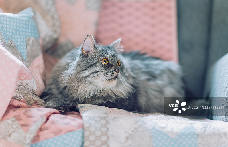 迷人的蓬松灰猫，背景是粉蓝拼布靠垫图片素材