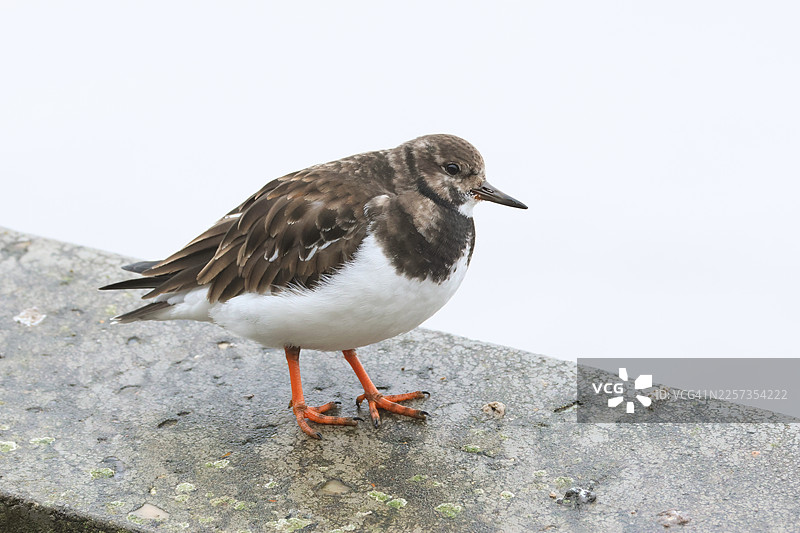 一只翻石鹬（Arenaria interpres）在高潮时栖息在海堤上。图片素材
