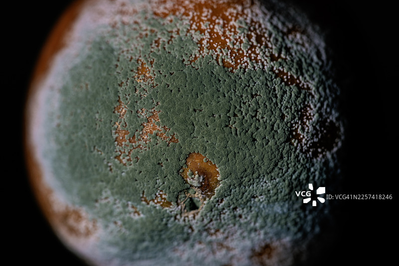 橙子上的霉菌和青霉图片素材