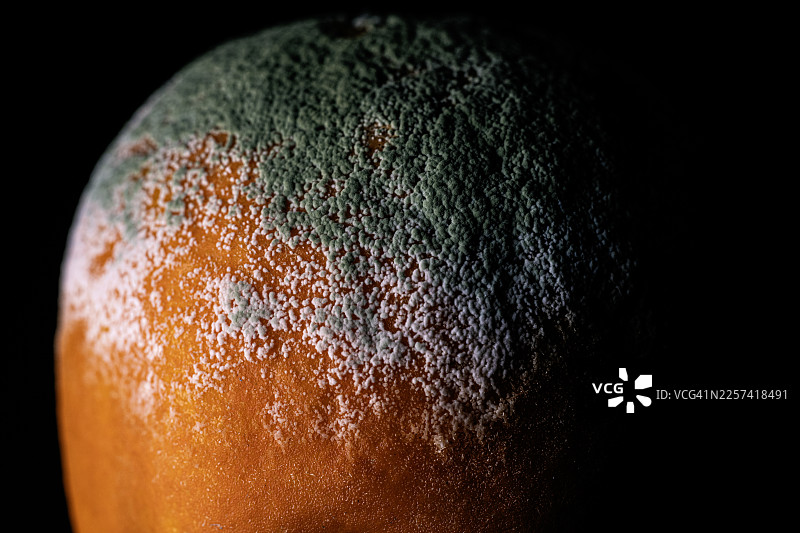 橙子上的霉菌和青霉图片素材