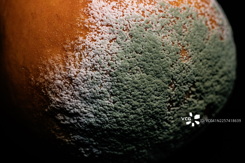 橙子上的霉菌和青霉图片素材