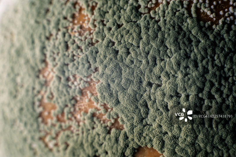 橙子上的霉菌和青霉图片素材