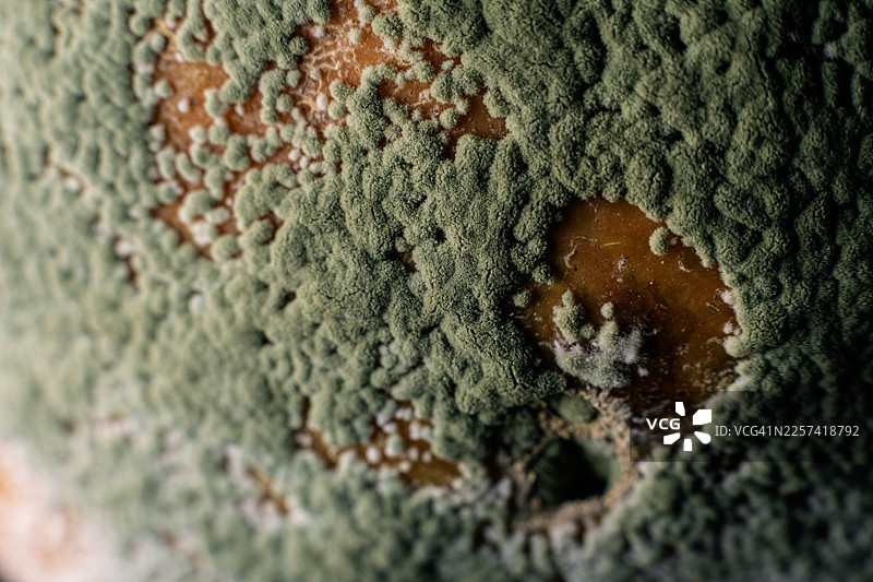 橘子上的霉菌和青霉图片素材