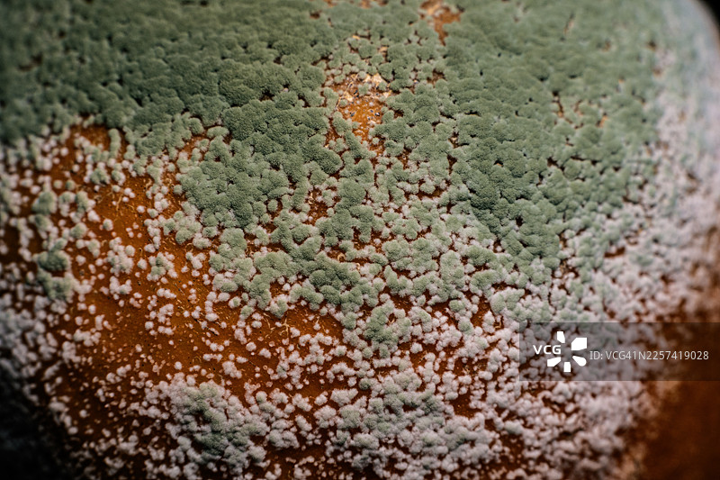 橙子上的霉菌和青霉图片素材