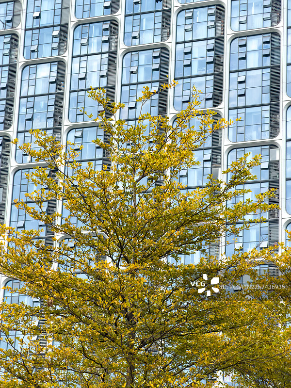 蓝色的玻璃建筑前有一棵黄叶的树图片素材