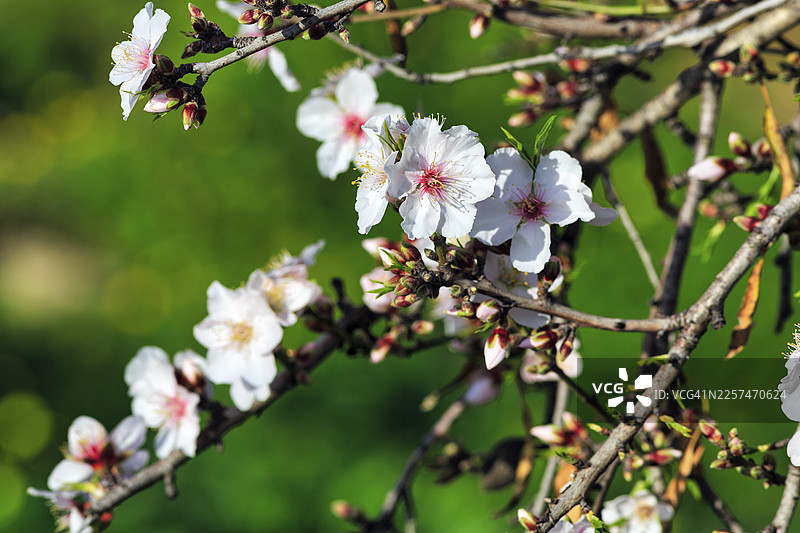 杏花,盛开的树枝,杏仁树(Prunus dulcis),阿格里真托,西西里,意大利南部,意大利图片素材