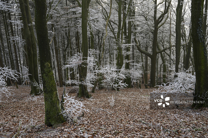 雪后的森林，光秃秃的树木，弥漫着宁静与忧伤的氛围，地点：条顿堡森林，奥斯纳布吕克地区，下萨克森州，德国图片素材