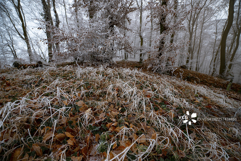 冬日氛围下，莱茵兰-普法尔茨州特奥多尔森林、奥斯纳布吕克地区、下萨克森州、德国的林间地面，落叶结冰，树木笼罩在薄雾之中图片素材