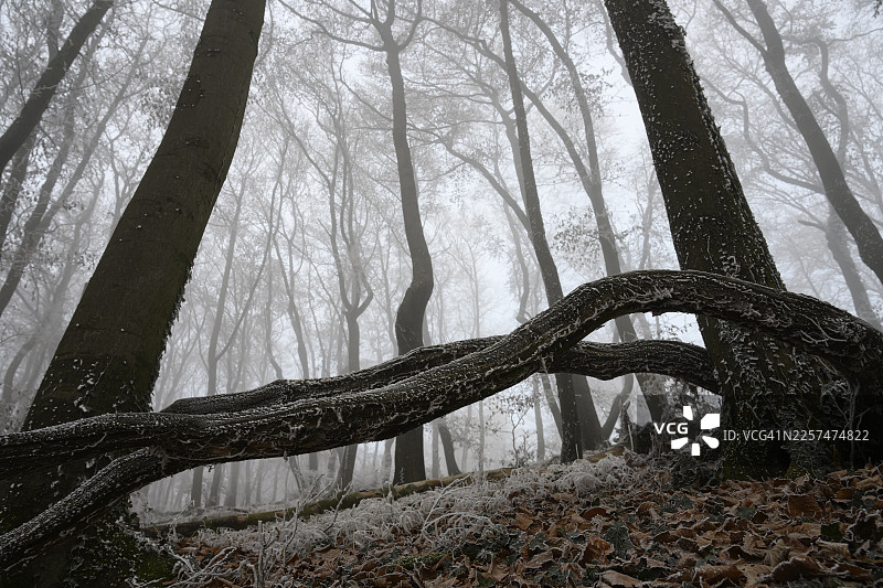 冬季森林笼罩在雾中，树枝冰封，气氛萧瑟，地点：条顿堡森林，奥斯纳布吕克地区，下萨克森州，德国图片素材