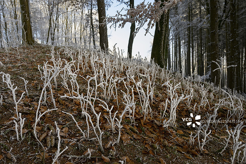 冰冻的植物从森林地面升起，营造出冬日效果，赫尔曼之路，条顿堡森林，奥斯纳布吕克地区，下萨克森，德国图片素材