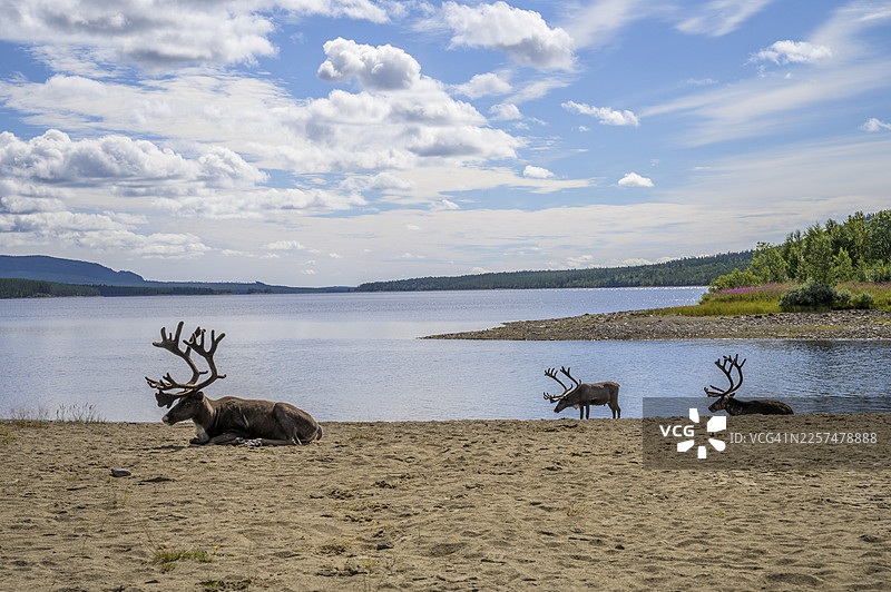 瑞典耶姆特兰省洛夫斯代伦湖畔的驯鹿（Rangifer tarandus）全景，背景有小岛和广阔的天空图片素材