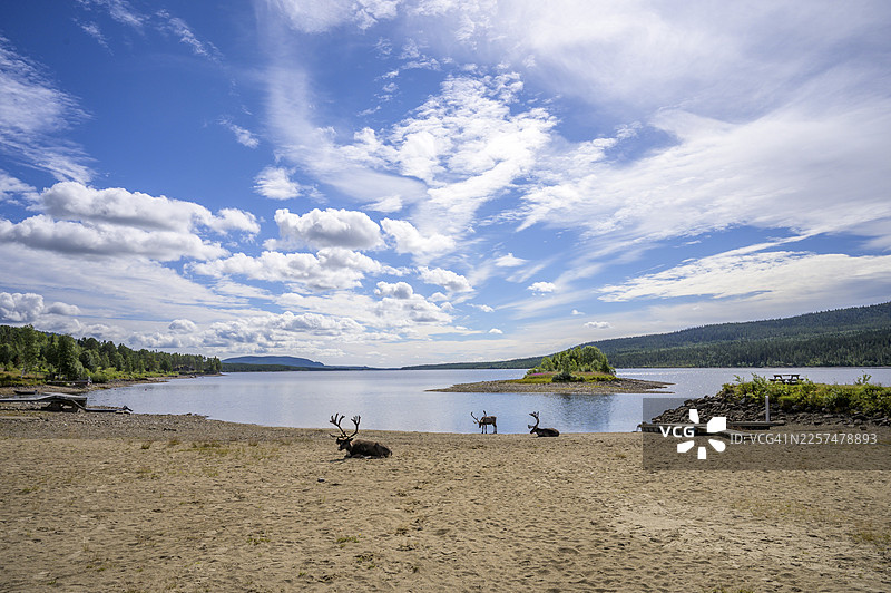 瑞典耶姆特兰省洛夫斯达伦湖畔的驯鹿（Rangifer tarandus）全景，远处有小岛和广阔的天空图片素材