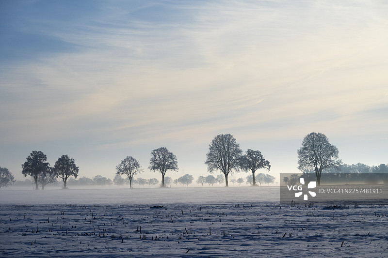 雾中成排的树木，天空略有云彩，位于德国下萨克森州佩讷区伊尔塞德的布尔滕和索尔申之间图片素材
