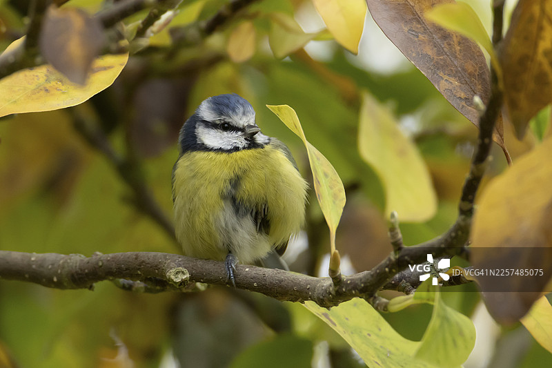 蓝冠山雀（Cyanistes caeruleus）成鸟在开着秋色叶子的木兰树枝上，英格兰，英国图片素材