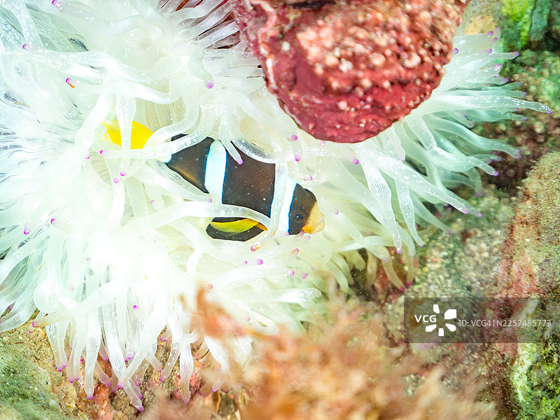 一群可爱的克拉克小丑鱼（Amphiprion clarkii）和三斑雀鲷（Dascyllus trimaculatus）等鱼类在美丽的珊瑚海葵中，珊瑚白化。鱼群。静冈县伊豆半岛南伊豆町中木港的平矶海滩。图片素材