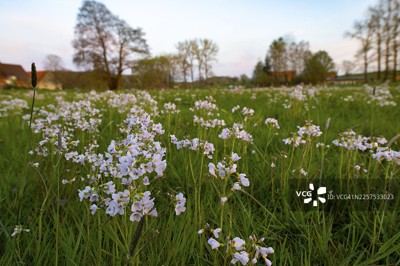 德国下萨克森州奥斯纳布吕克地区维恩山脉湿地中,盛开的春季草甸,背景有花荵(Cardamine pratensis)和树木。图片素材