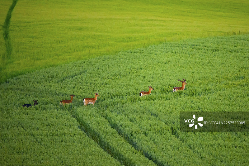 一群梅花鹿（Dama dama）在德国下萨克森州奥斯纳布吕克地区维恩山脉的广阔绿色谷物田野中奔跑图片素材