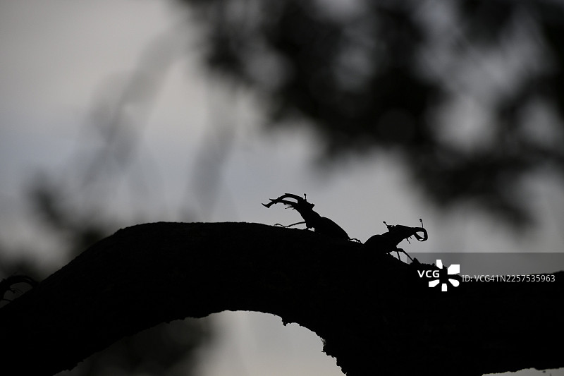 两只鹿角虫（Lucanus cervus）在树枝上的剪影，被微弱的天空照亮，德国下萨克森州杜默尔自然公园的杜默尔山脉，杜默尔，达默图片素材