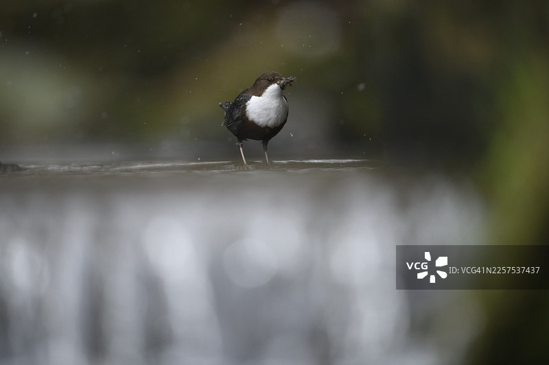 一只水蜡嘴(Cinclus cinclus)在自然环境中,下着雪,站在水中的树枝上,位于德国下萨克森州奥斯纳布吕克地区图片素材