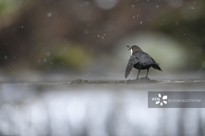 一只在水中栖息在树枝上的河乌（Cinclus cinclus），从背部视角拍摄，背景为下萨克森州奥斯纳布吕克地区（Osnabrücker Land）的自然环境，此时正在下雪。图片素材