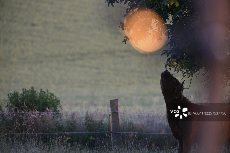 在夜间场景中，一只牛（Bos taurus）的剪影，身处一轮巨大、明亮的月亮之前，背景是德国下萨克森州奥斯纳布吕克地区的天然草原。图片素材