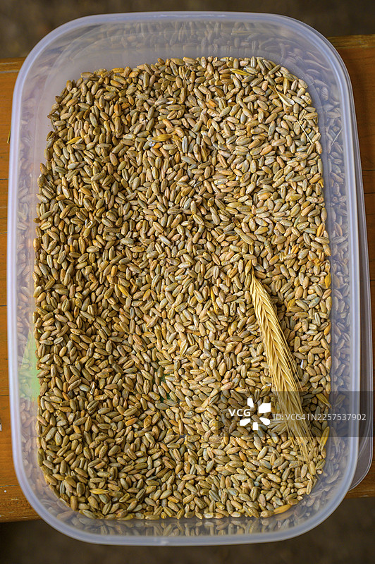 一个装有黑麦（Secale cereale）谷物和玉米穗的塑料容器，由Aktion Transparenz schaffen组织，在德国下萨克森州奥斯纳布吕克地区为学童举办的活动图片素材