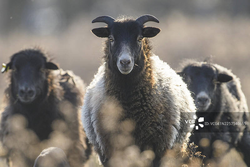 三只绵羊(Ovis gmelini aries)在自然牧场上,面向镜头,背景虚化,德国下萨克森州代尔门霍斯特地区图片素材