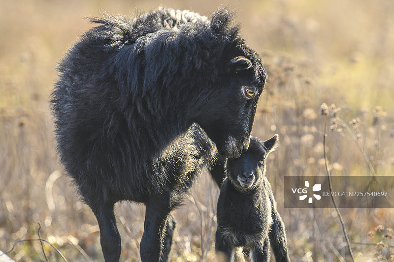 一只黑色的绵羊(Ovis gmelini aries)和一只好奇的羊羔,在德国下萨克森州代尔夫斯地区的一片天然牧场上,上演着温馨而亲密的场景图片素材