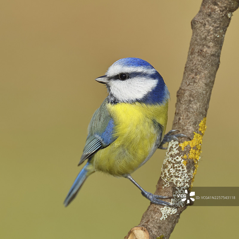 蓝冠山雀（Parus caeruleus）栖息在树枝上，位于德国北莱茵-威斯特法伦州维尔恩斯多夫图片素材