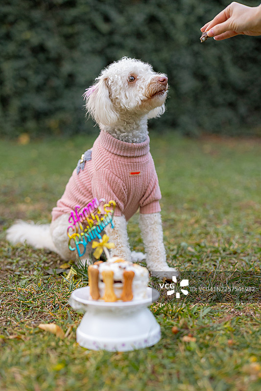 狗狗吃生日蛋糕图片素材