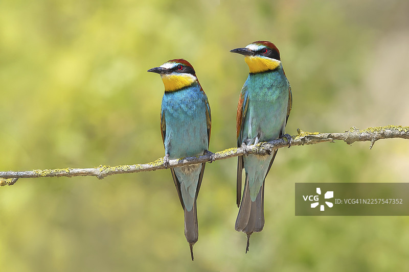 一对食蜂鸟(Merops apiaster)栖息在树枝上,雄鸟,雌鸟,繁殖,求偶,迁徙鸟类,猛禽,动物,鸟类,诺伊西德勒湖国家公园,塞温克尔,布尔根兰,奥地利图片素材