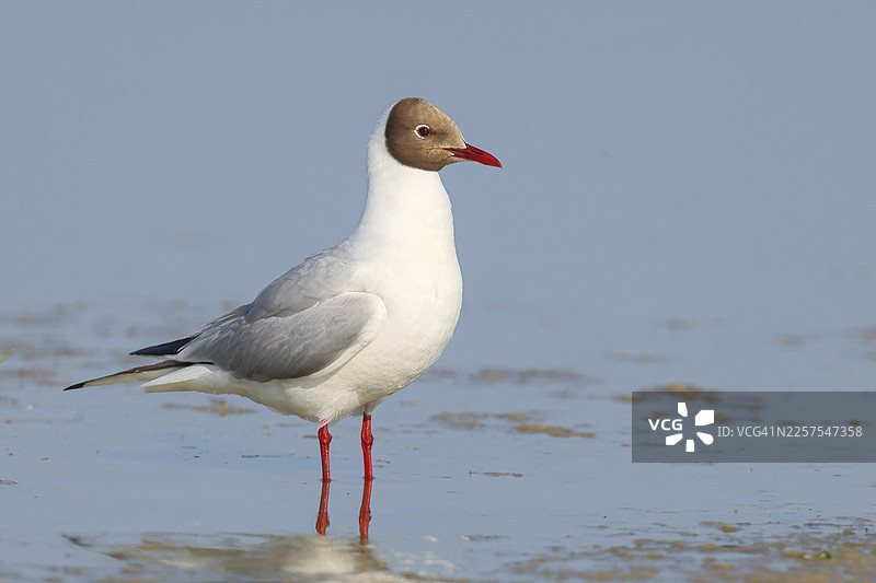 黑头鸥(Larus ridibundus)在浅水中站立,野生动物,自然摄影,鸟类,海鸥,阿佩尔顿,诺伊西德勒湖国家公园,塞温克尔,布尔根兰,奥地利图片素材