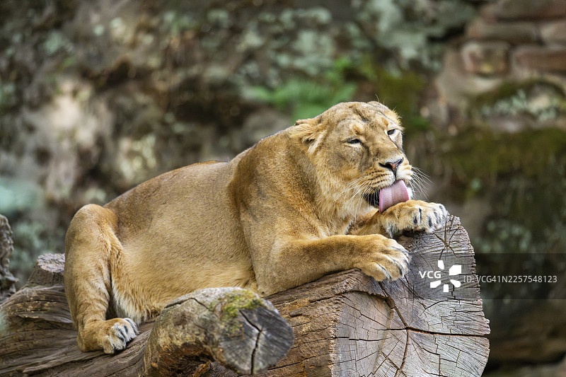 亚洲狮（Panthera leo persica）雌性卧在树干上，圈养，德国图片素材