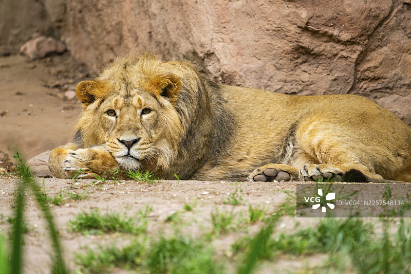 亚洲狮（Panthera leo persica）雄性，卧在地面上，圈养，德国图片素材