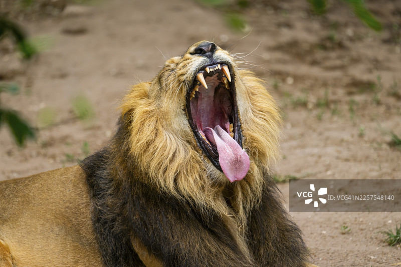 亚洲狮（Panthera leo persica）打哈欠，雄性，肖像，圈养，德国图片素材