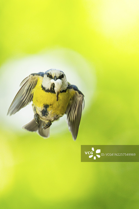 欧亚蓝冠山雀（Cyanistes caeruleus）在德国巴伐利亚州飞翔图片素材