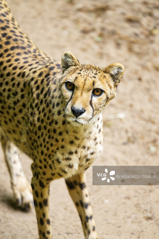 猎豹（Acinonyx jubatus），肖像，德国图片素材