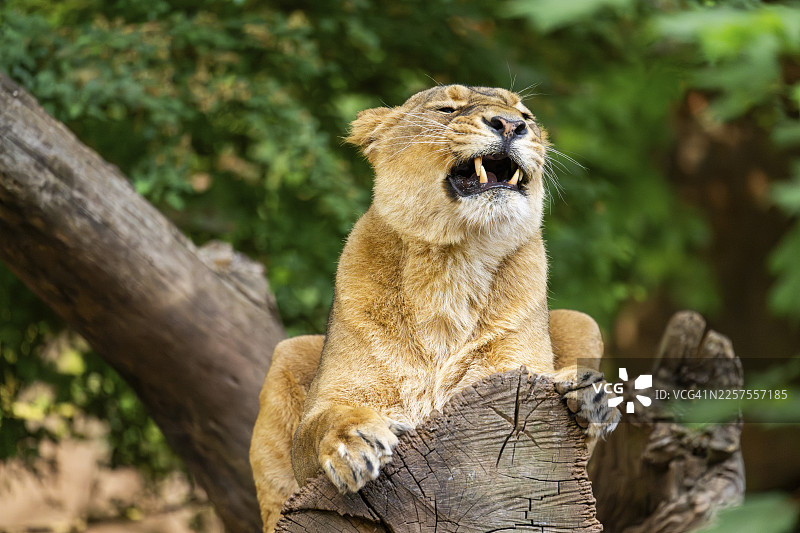 亚洲狮（Panthera leo persica）雌性躺在树干上打哈欠，肖像，圈养，德国图片素材