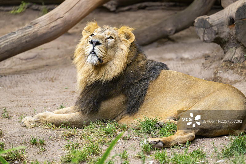 亚洲狮（Panthera leo persica）雄性躺在地上，圈养，德国图片素材