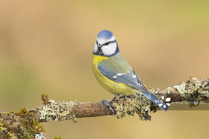 蓝冠山雀（Parus caeruleus），栖息在长满苔藓和地衣的树枝上，野生动物，动物，鸟类，山雀，锡格尔兰，北莱茵-威斯特法伦州，德国图片素材