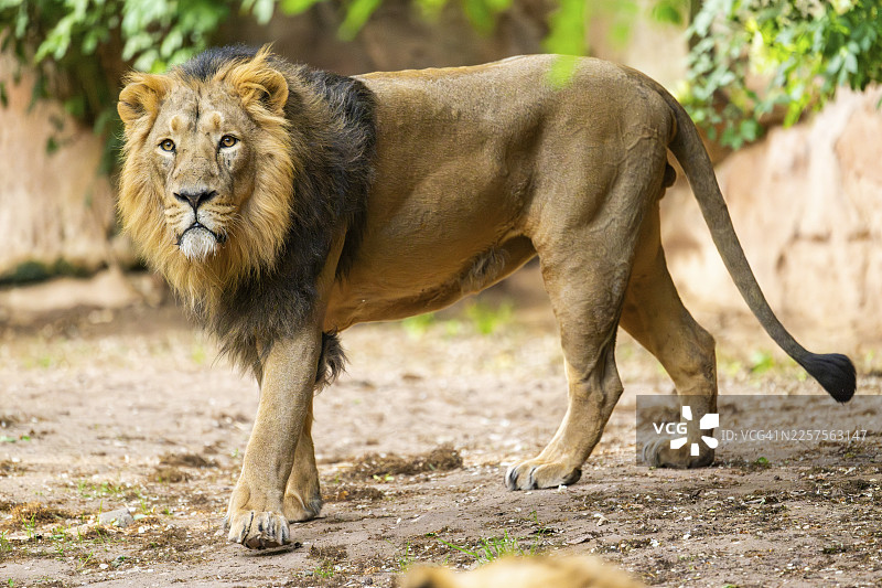 雄性亚洲狮（Panthera leo persica）在德国圈养环境下在地面上行走图片素材