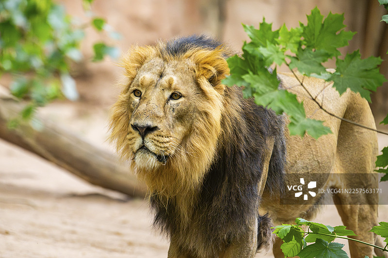 亚洲狮（Panthera leo persica）雄性在德国圈养环境下地面行走图片素材