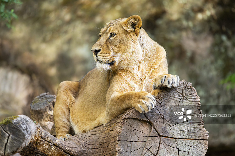 亚洲狮（Panthera leo persica）雌性躺在树干上，圈养，德国图片素材