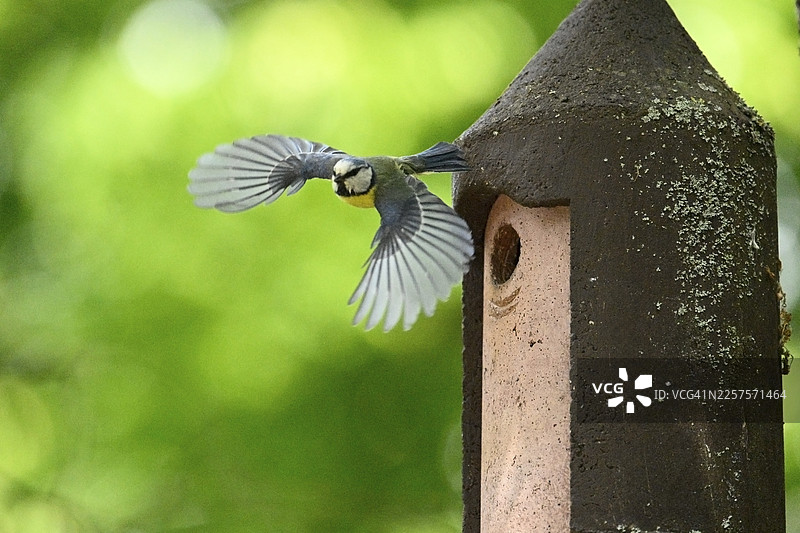 欧亚蓝冠山雀（Cyanistes caeruleus）正从鸟屋飞离，地点位于德国巴伐利亚图片素材