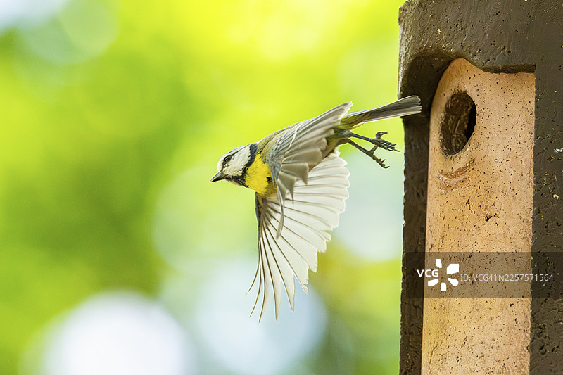 欧亚蓝冠山雀（Cyanistes caeruleus）从鸟屋飞走，德国巴伐利亚图片素材