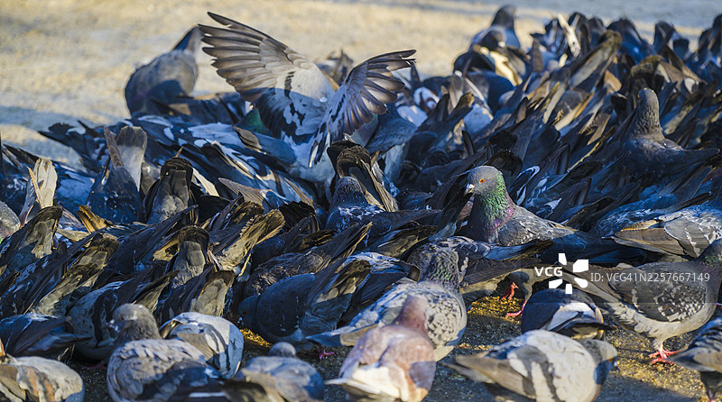 一大群鸽子在城市地面上觅食图片素材