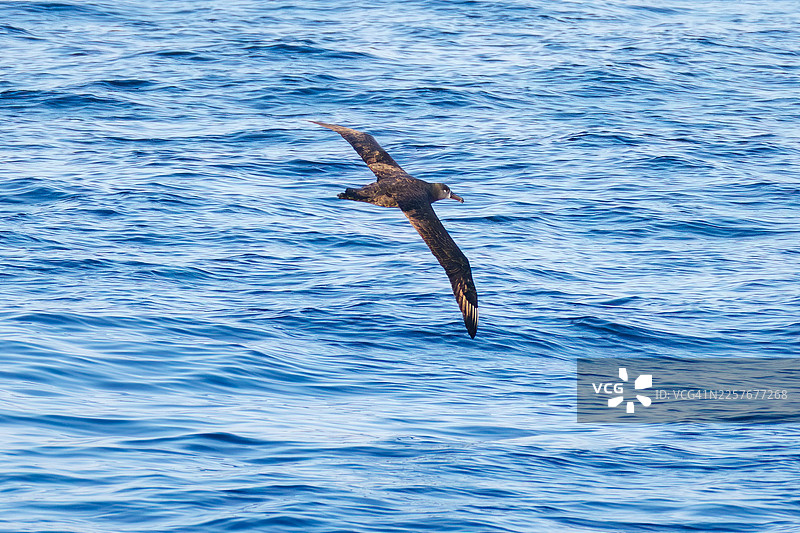 一只翼展超过2米的巨大黑足信天翁（Diomedea nigripes）正在离岸飞行，场景位于大岛海域。图片素材